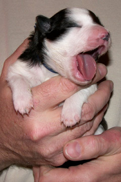 Blue Yawns at 1 week old