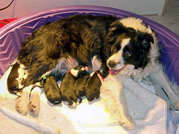 Tegan and her litter on day 1