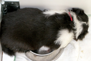 Red sleeps in the water bowl!