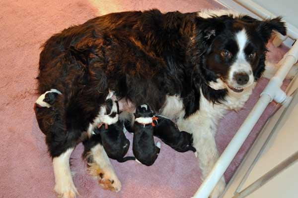 Tegan and her pups on their first morning