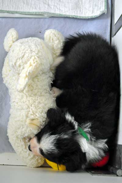 Green Girl sleeping on the lamb toy