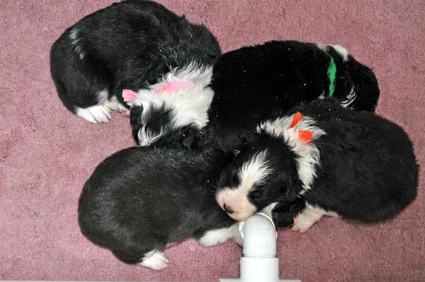 Pups sated after first gruel