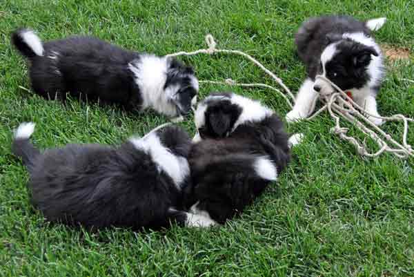 A pile of puppies with rope