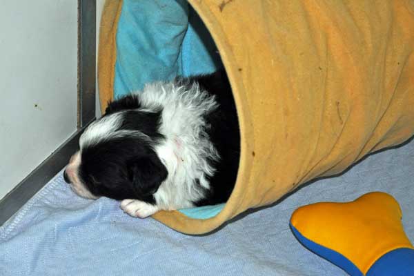 Pink sleeps in the tunnel