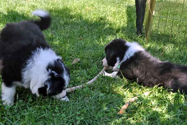 Red and Green share a stick