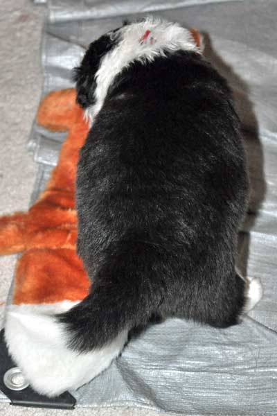 Red on the squirrel toy