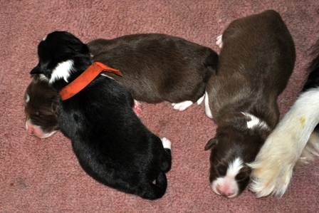 Three sweet pups
