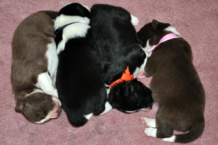 1 week--they arranged themselves this way!