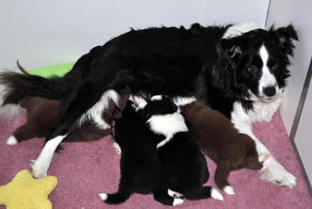 Tegan and the pups at 3 weeks