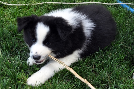 Blue with a stick
