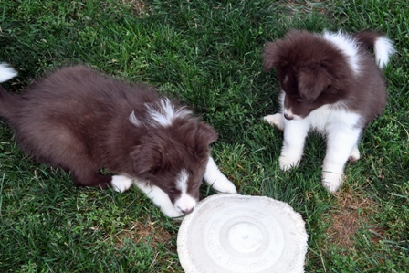 The chocolate pups with a frisbee