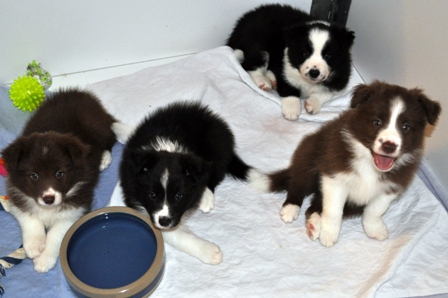 The pups at 6 weeks