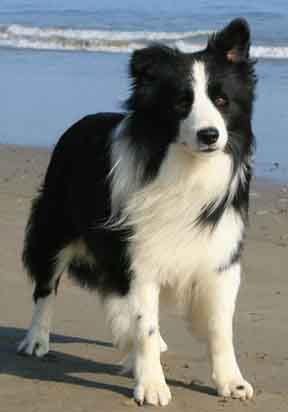 Geordie on the beach, 2009