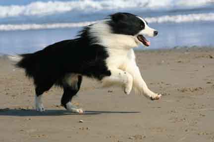 Geordie on the beach, 2009