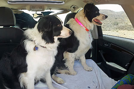 Wrigley and Remington on way to herding class
