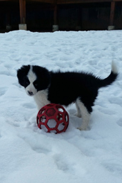 Albert, 9 weeks, playing in snow