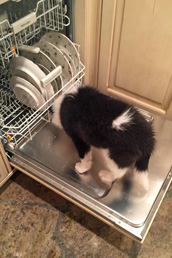 Andy exploring the dishwasher