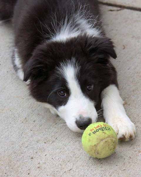 Annabelle and her ball