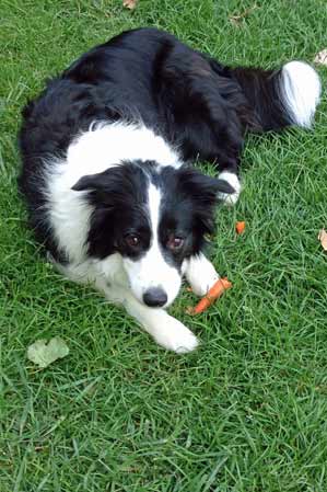 Aoife enjoys a carrot