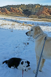 Aspen with Charlie on a morning walk