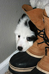 Aspen resting on boots