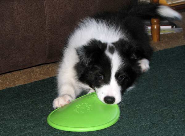 Caden with his frisbee