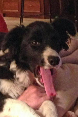 Callie's long tongue
