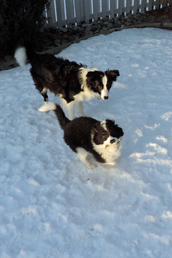 Chloe and Nash play in the snow