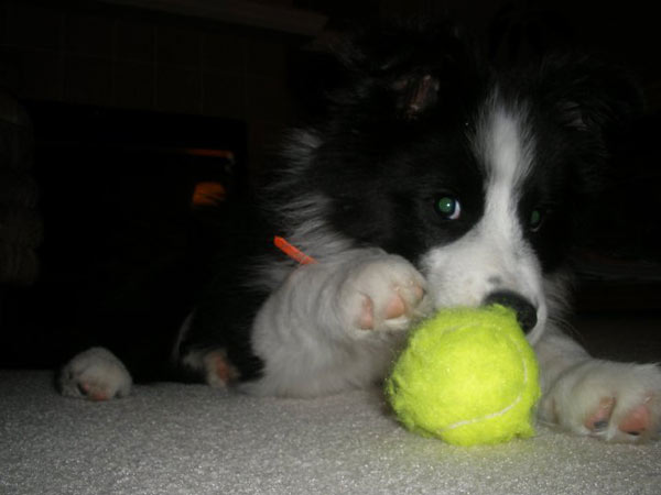 Collin with his ball