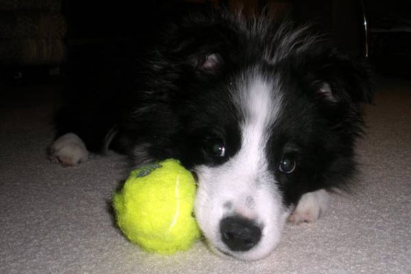 Collin with his ball