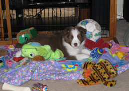 Corrigan surrounded by toys
