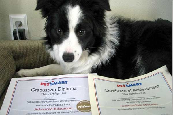 Ellie and certificates