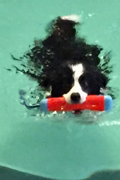 Ellie swimming