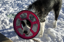 Ellie wears a frisbee