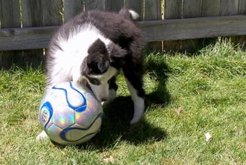 Grady loves soccer!