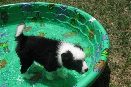 Jake in his pool