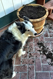 Jasmine just hid her bone in the flower pot--now she is guarding it!