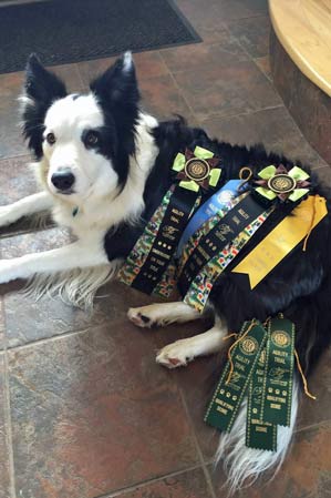 Jasmine with ribbons for new agility titles!