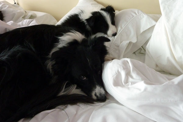 Lobo naps with big "brother" Murphy