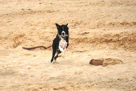 Murphy at the "beach"