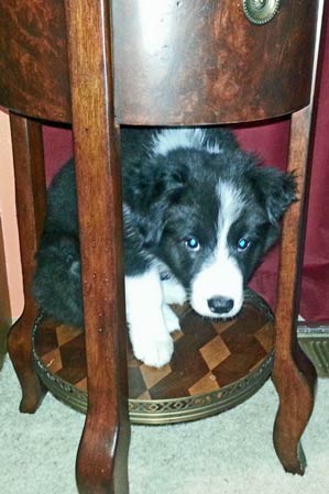 Quinn under the table