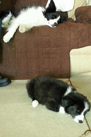 Quinn and Eibhleann snooze at home