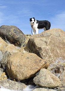 Rocky on the Rocks