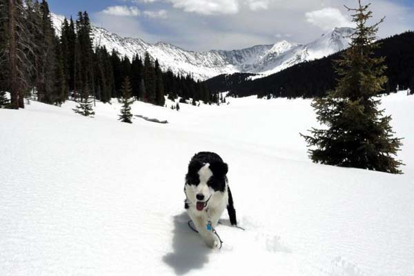 Rocky in high country snow