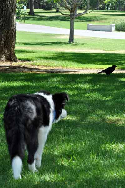 Wuki stalks crow