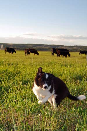 Zoomie has had enough of the cattle!