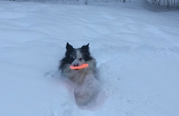 Arrie & frisbee in deep snow