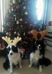 Hailey & Orion reindeer