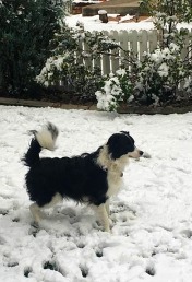 Nash in October snow