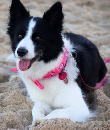 Skye loves the beach